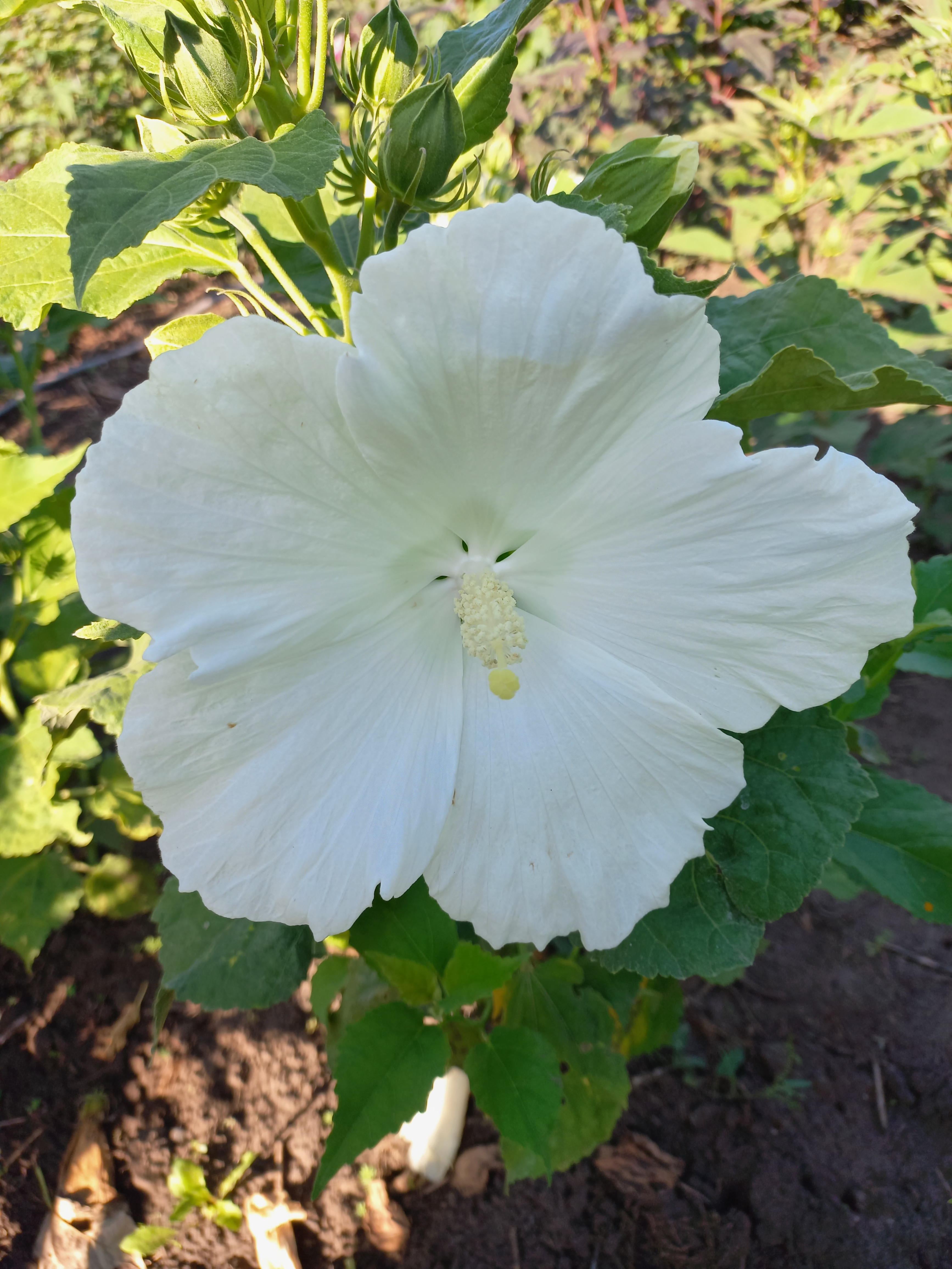 Білий Лебідь (White Swan)